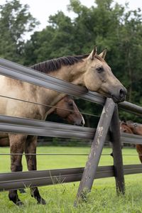 Secure Your Livestock in Style with RAMM Shockline Flex Fence Electric Coated Wire! Designed for the safety of horses, cattle, and diverse livestock. If you're not electrifying all the rails, mix and match with other Flex Fence® styles for the perfect rail spacing and a consistent farm look #rammfence #horsefence #horsestalls #stable #stablestyle #dreamfarm #dreambarn #equestriansofinstagram #equestrian #equestriangoals #barn #farm #horse #horsesofinstagram #farmgoals #barngoal