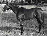 Buckpasser