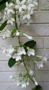 Stephanotis