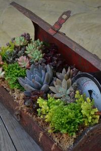 Rusty old tool box turned planter!