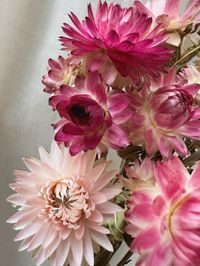 everlasting strawflowers 'silvery rose'