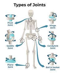 Types Of Joints - Classification of Joints in the Human Body