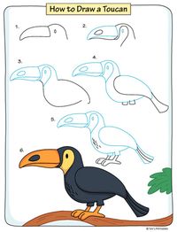 How to Draw a Toucan - Tim's Printables