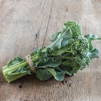 De Cicco - Organic Sprouting Broccoli Seeds | Johnny's Selected Seeds