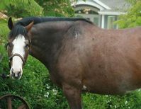 mare | USA | 2004 | by Airdrie Apache out of Buffina #thoroughbred #mare #dominantwhite #colouredthoroughbred #flashymarkings