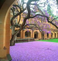 University of Sydney