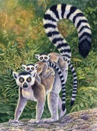 Ring-tailed Lemurs by WillemSvdMerwe on DeviantArt