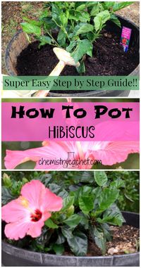 Bring tropical ambiance to your yard with this easy step by step guide to potting hibiscus! This proven method will ensure healthy plants all summer long! Stop by chemistrycachet.com your source for easy chemist tips on gardening!