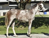 gelding | USA | 2008 | by Allamystique out of Downtown Savannah #thoroughbred #gelding #dominantwhite #colouredthoroughbred