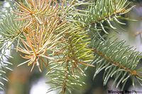 TREE CARE: Fertilize spruce trees to fight disease - Winnipeg Free Press Homes