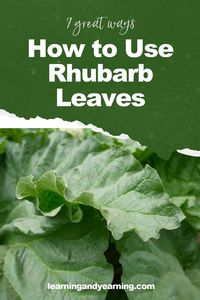 The level of oxalic acid is so high in rhubarb leaves that they are poisonous and cannot be eaten. But that doesn’t mean that they need to be tossed in the trash. Here are 7 great ways to use… More