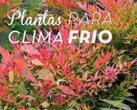 “Si queréis dar color a vuestro jardín también en invierno, os proponemos estos arbustos que son muy apropiados para climas fríos con heladas nocturnas y frío matinal. También son muy resistentes al verano caluroso.” Nandina es un arbusto que no se hiela y se adapta perfectamente al calor del verano y a los cambios bruscos …