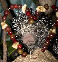 "Prehensile-Tailed Porcupine," by Smithsonian's National Zoo, via Flickr -- "Love is in the air at the Small Mammal House at the Smithsonian’s National Zoo this Valentine’s Day weekend."