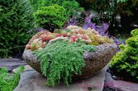 Making hypertufa containers can be great fun. Once completed, finding the right combination of plants can make your containers the focal point of your patio. Pretty plant combos await!