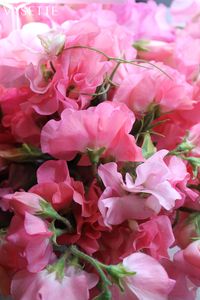 Sweet Peas, ruffled petals, clinging tendrils, release scent softly. #pink #flowers #sweetpea #florist #pretty