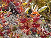 Noted for its attractive glossy red berries and excellent red fall foliage color, Aronia arbutifolia 'Brilliantissima' (Red Chokeberry) is a deciduous shrub adding multi-season beauty to the garden. In spring, a profusion of white to light pink flower clusters appear along the branches. They are followed in late summer by abundant clusters of red berries that persist throughout fall and well into winter. Ornamental and adding winter interest to the landscape, they also make tasty jams and jelli