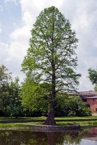 Taxodium distichum Grow your own Baldcypress, a large deciduous conifer from the Gulf Coast! 100% guaranteed Seed-grown on California's Redwood Coast Transplanting and care instructions included About Baldcypress Baldcypress (Taxodium distichum) is a large deciduous conifer typically associated with the swamps, bayous, and waterways of the Southeastern United States and Gulf Coast. It is rare for a conifer to lose its needles as the Baldcypress does every autumn, and that remarkable quality is w