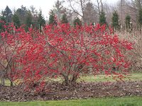 Ultimate Guide to Winterberry Holly | Proven Winners