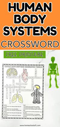 Human Body Systems Crossword Puzzle (Free Printable)