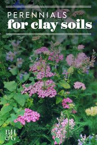 Because it is so dense, clay soil can block plant's roots from getting water, which chokes them out. Some plants actually do well with these conditions. #gardening #gardenideas #perennialtips #perennialflowers #perennialgarden #bhg