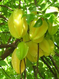 Carambola, Starfruit, Five-finger, Belimbing (Averrhoa carambola). They are commonly eaten fresh, in salads, as garnishes and in drinks. The fruit have a sweet citrus like flavor that is both delicious and refreshing.