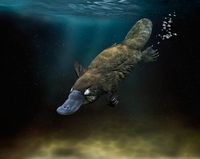 Platypus | Australian native ~ { animals }