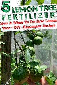 Lemon Tree Fertilizer - The 5 Best Fertilizers For Lemon Trees - Gardening Tips for Beginners. This article provides the 5 best options for fertilizing lemon trees, when to fertilize lemon tree, how to fertilize a lemon tree? It also offers 3 DIY, homemade lemon tree fertilizer recipes using organic and natural materials such as kelp, finely ground eggshells, coffee grounds, and more. Learn everything you need to know about fertilizing a lemon tree for a bountiful harvest in this guide!