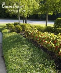 12 Plants for Clay Soil | http://www.queenbeeofhoneydos.com/12-plants-for-clay-soil/