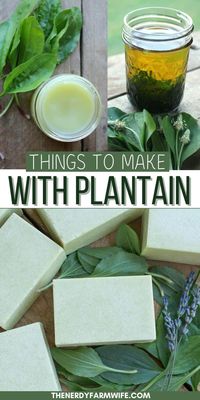 Here are 10 useful things you can make with plantain leaves: infused oil, coconut plantain balm, plantain lip repair, plantain lotion bars, lavender plantain bath salts, lavender plantain lotion, herbal plantain bath bags, plantain infused vinegar, plantain poultice & plantain tincture.