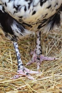 Greenfire Farms One of the coolest traits of the Orust chicken is its speckled legs and feet.