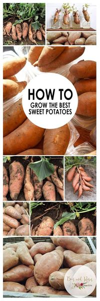 How to Grow the Best Sweet Potatoes