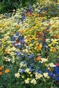 Beautiful wild flower garden