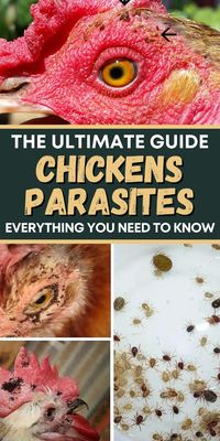 Protect your chickens from parasites with this detailed guide. Learn prevention and treatment methods to keep them safe.