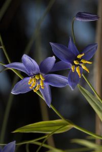 Nodding blue lily, Warrumbungle National Park, New South Wales.