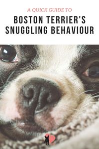 Why Do Boston Terriers Sleep Under the Covers? #bostonterrier #bostonterrierpuppy #bostonterrierfacts #bostonterriercare #bostonterrierhealth #bostonterrierbehaviour #bostonterriertemperament #owningabostonterrier #dogsnuggling #dogbehaviour #dogsleeping #dogfacts #dogfactsinteresting