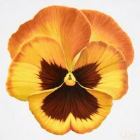 Pansy 6 | 24x24