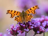 https://flic.kr/p/NAomfm | Comma | Comma butterfly on the verbena at Quarry Bank Mill garden.