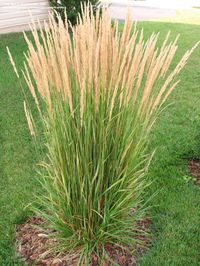 karl forrester reed grass, great fally looking perennial