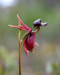 ‘flying duck’ Orchid