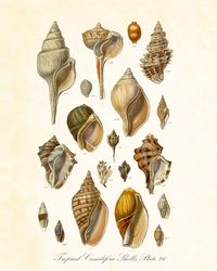 Vintage Seashell Series 2 Canilifera No.26 by BelleArtPrints