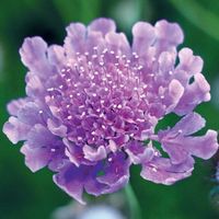 Scabiosa ‘Vivid Violet’ | TERRA NOVA® Nurseries, Inc.