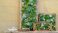 Make Your Own DIY Vertical Succulent Wall Planters - Sunset - Sunset Magazine