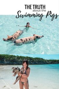 Everything you need to know about the swimming pigs in the Bahamas. How to get there where to stay and the recent controversial deaths of several pigs.