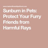 Sunburn in Pets: Protect Your Furry Friends from Harmful Rays