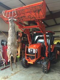 Kubota front end loaders make deer processing much easier!