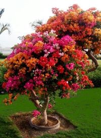 Beautiful bouganvillea flowering tree, they can grow up to 30 feet tall and 20 feet wide so you need space, they grow best in Texas and Florida;)