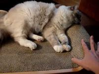 Ragdoll Cat on Huge Cat Bed ラグドール Floppycats	http://youtu.be/FRv9yH7Amv4