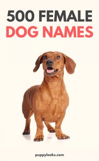 500 Female Dog Names #pet #pets #dog #cat #dogs #cats #petname #petnames #dogname #catname #namefordog #nameforcat #bestpetsname