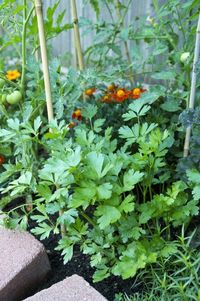 Everything You Need to Know About Growing Parsley — Herb Gardening 101 | The Kitchn