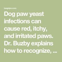 Dog paw yeast infections can cause red, itchy, and irritated paws. Dr. Buzby explains how to recognize, treat, and prevent yeast infections.